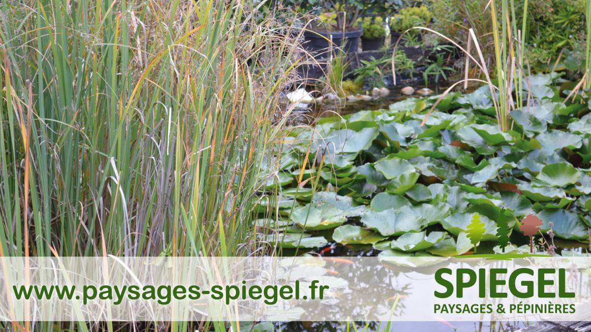 PAYSAGES SPIEGEL192 | Paysages Spiegel Paysagiste dans le ried et en Alsace centrale – Paysages Spiegel Erstein 1
