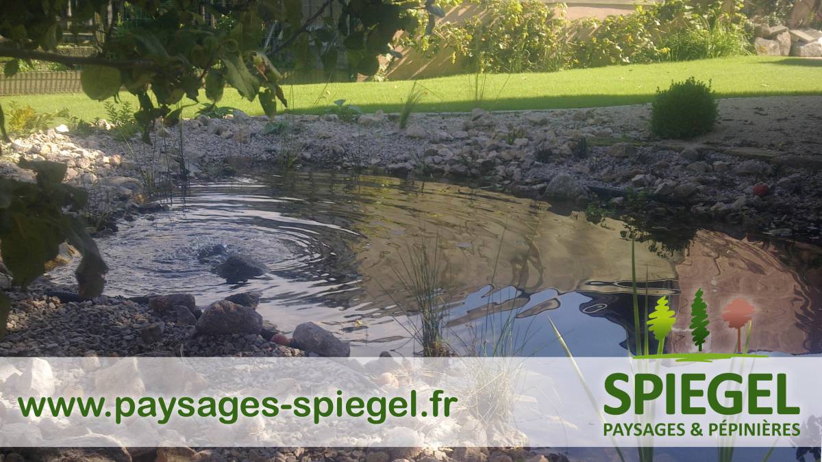PAYSAGES SPIEGEL226 1 | Paysages Spiegel Bassin à poissons entre Sélestat et Colmar Erstein 2